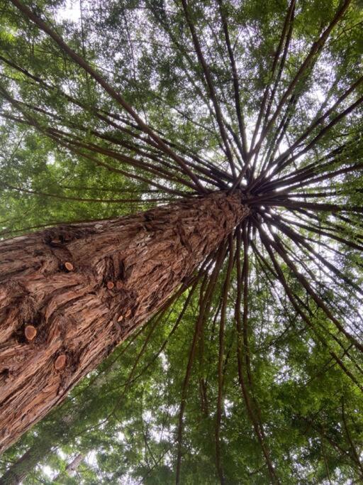 ~* The Spectacular Spyglass Treehouse *~ Occidental Bagian luar foto